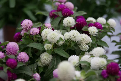 Gomphrena globose flower blossom closeup